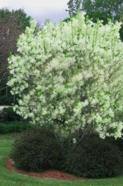 Grancy Graybeard - White Fringe Tree - 3 Gallon Pot -Breeze Sprout Sales chionanthus virginicus grancy greybeard multi stem tree 5