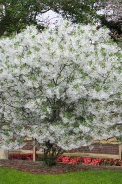 Grancy Graybeard - White Fringe Tree - 3 Gallon Pot -Breeze Sprout Sales chionanthus virginicus grancy greybeard multi stem tree 6