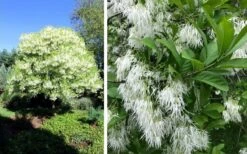 Grancy Graybeard - White Fringe Tree - 7 Gallon Pot (2-3') -Breeze Sprout Sales chionanthus virginicus grancy greybeard single stem tree 1