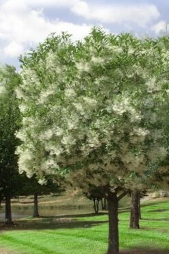 Grancy Graybeard - White Fringe Tree - 7 Gallon Pot (2-3') -Breeze Sprout Sales chionanthus virginicus grancy greybeard single stem tree 2