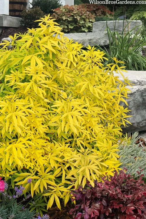 Goldfingers Mexican Orange Blossom (Choisya) - 2 Gallon Pot 1 Goldfingers Mexican Orange Blossom (Choisya) - 2 Gallon Pot