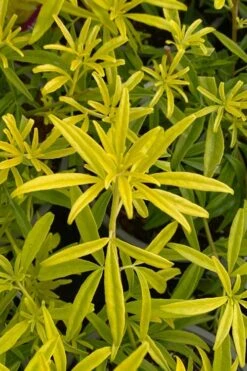 Goldfingers Mexican Orange Blossom (Choisya) - 2 Gallon Pot 15 Goldfingers Mexican Orange Blossom (Choisya) - 2 Gallon Pot -Breeze Sprout Sales choisya ternata goldfinger mexican orange blossom 2