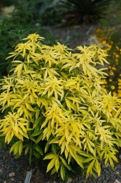 Goldfingers Mexican Orange Blossom (Choisya) - 2 Gallon Pot 12 Goldfingers Mexican Orange Blossom (Choisya) - 2 Gallon Pot -Breeze Sprout Sales choisya ternata goldfinger mexican orange blossom 7