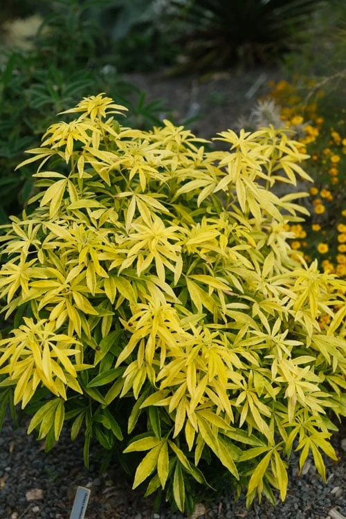 Goldfingers Mexican Orange Blossom (Choisya) - 2 Gallon Pot 5 Goldfingers Mexican Orange Blossom (Choisya) - 2 Gallon Pot - Image 5