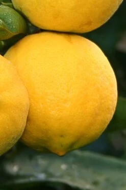 Meyer Lemon Tree (Citrus X Meyeri) - 5 Gallon Pot -Breeze Sprout Sales citrus meyeri meyer lemon tree 4