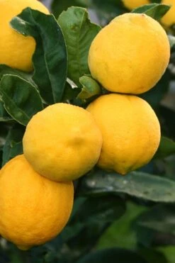 Meyer Lemon Tree (Citrus X Meyeri) - 5 Gallon Pot -Breeze Sprout Sales citrus meyeri meyer lemon tree 5