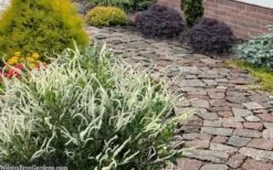 Summer Sparkler Summersweet (Clethra) - 1 Gallon Pot -Breeze Sprout Sales clethra alnifolia summer sparkler summersweet 20