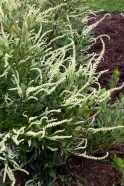 Summer Sparkler Summersweet (Clethra) - 1 Gallon Pot -Breeze Sprout Sales clethra alnifolia summer sparkler summersweet 5
