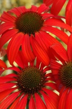 Tomato Soup Coneflower (Echinacea) - 1 Gallon Pot -Breeze Sprout Sales coneflower tomato soup 500x750 1