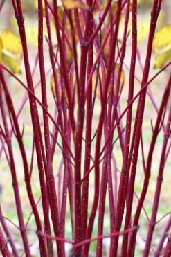 Red Osier Red Twig Dogwood (Cornus Sericea) - 3 Pack Of 1.5 Quart Pots 11 Red Osier Red Twig Dogwood (Cornus Sericea) - 3 Pack Of 1.5 Quart Pots -Breeze Sprout Sales cornus sericera red osier dogwood 1 2