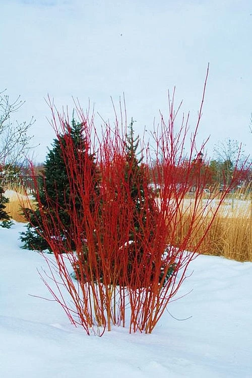Red Osier Red Twig Dogwood (Cornus Sericea) - 3 Pack Of 1.5 Quart Pots 4 Red Osier Red Twig Dogwood (Cornus Sericea) - 3 Pack Of 1.5 Quart Pots - Image 4