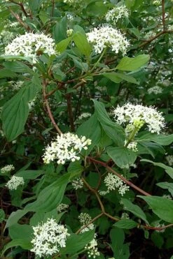 Red Osier Red Twig Dogwood (Cornus Sericea) - 2 Gallon Pot -Breeze Sprout Sales cornus sericera red osier dogwood 5 1