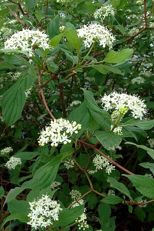 Arctic Fire Red Twig Dogwood - 3 Gallon Pot 5 Arctic Fire Red Twig Dogwood - 3 Gallon Pot - Image 5