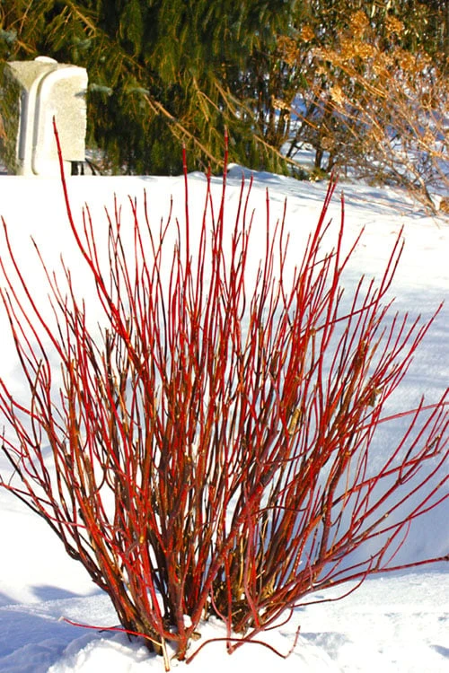 Arctic Fire Red Twig Dogwood - 3 Gallon Pot 1 Arctic Fire Red Twig Dogwood - 3 Gallon Pot