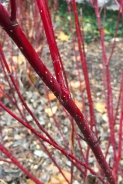 Arctic Fire Red Twig Dogwood - 3 Gallon Pot 13 Arctic Fire Red Twig Dogwood - 3 Gallon Pot -Breeze Sprout Sales cornus stolonifera farrow arctic fire red twig dogwood 2