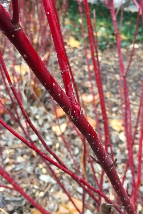 Arctic Fire Red Twig Dogwood - 3 Gallon Pot 7 Arctic Fire Red Twig Dogwood - 3 Gallon Pot - Image 7