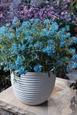 Hillier Porcelain Blue Corydalis - 1 Gallon Pot -Breeze Sprout Sales corydalis flexuosa porcelian blue 5
