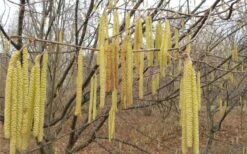 American Hazelnut (Filbert) - 3 Gallon Pot -Breeze Sprout Sales corylus american american hazelnut fall leaves 10 2