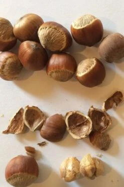 American Hazelnut (Filbert) - 1 Gallon Pot -Breeze Sprout Sales corylus american american hazelnut fall leaves 11