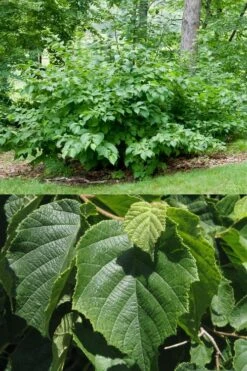 American Hazelnut (Filbert) - 1 Gallon Pot -Breeze Sprout Sales corylus american american hazelnut fall leaves 13