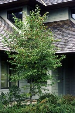 Washington Hawthorn (Crataegus Phaenopyrum) - 1 Gallon Pot -Breeze Sprout Sales crataegus phaenopyrum washington hawthorne 1