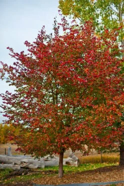 Washington Hawthorn (Crataegus Phaenopyrum) - 1 Gallon Pot -Breeze Sprout Sales crataegus phaenopyrum washington hawthorne 3