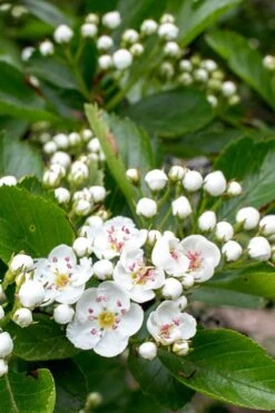 Washington Hawthorn (Crataegus Phaenopyrum) - 3 Pack Of 1.5 Quart Pots -Breeze Sprout Sales crataegus phaenopyrum washington hawthorne 5 1