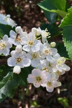 Washington Hawthorn (Crataegus Phaenopyrum) - 3 Pack Of 1.5 Quart Pots -Breeze Sprout Sales crataegus phaenopyrum washington hawthorne 6 1