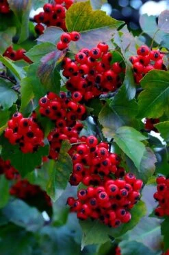 Washington Hawthorn (Crataegus Phaenopyrum) - 3 Pack Of 1.5 Quart Pots -Breeze Sprout Sales crataegus phaenopyrum washington hawthorne 7 1
