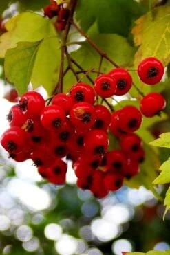 Washington Hawthorn (Crataegus Phaenopyrum) - 1 Gallon Pot -Breeze Sprout Sales crataegus phaenopyrum washington hawthorne 8