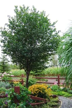 Washington Hawthorn (Crataegus Phaenopyrum) - 3 Pack Of 1.5 Quart Pots -Breeze Sprout Sales crataegus phaenopyrum washington hawthorne 9 1