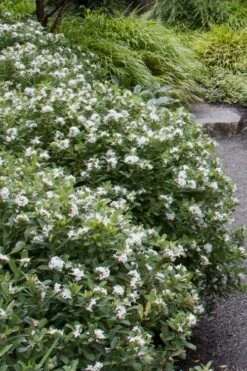 Jim's Pride White Summer Daphne - Daphne X Transatlantica - 3 Gallon Pot -Breeze Sprout Sales daphne jims pride 1