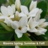 Jim's Pride White Summer Daphne - Daphne X Transatlantica - 3 Gallon Pot