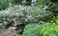 Jim's Pride White Summer Daphne - Daphne X Transatlantica - 3 Gallon Pot -Breeze Sprout Sales daphne jims pride 3