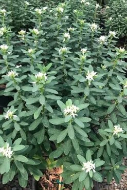 Jim's Pride White Summer Daphne - Daphne X Transatlantica - 3 Gallon Pot -Breeze Sprout Sales daphne jims pride 7