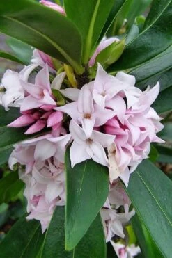 Pink Perfume Princess Winter Daphne - 2 Gallon Pot (SALE) -Breeze Sprout Sales daphne perfume princess 11