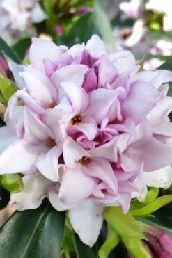Pink Perfume Princess Winter Daphne - 2 Gallon Pot (SALE) -Breeze Sprout Sales daphne perfume princess 12