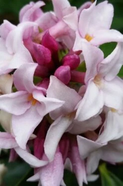 Pink Perfume Princess Winter Daphne - 2 Gallon Pot (SALE) -Breeze Sprout Sales daphne perfume princess 15