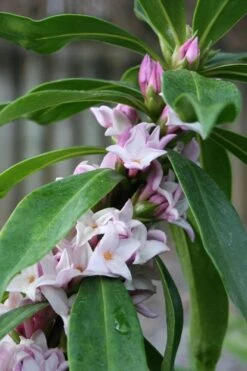 Pink Perfume Princess Winter Daphne - 2 Gallon Pot (SALE) -Breeze Sprout Sales daphne perfume princess 17