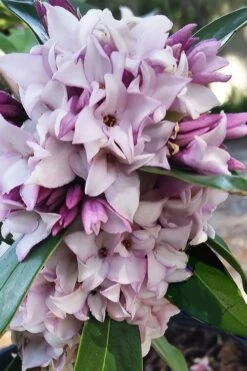 Pink Perfume Princess Winter Daphne - 2 Gallon Pot (SALE) -Breeze Sprout Sales daphne perfume princess 4