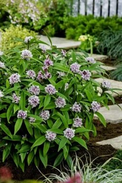 Pink Perfume Princess Winter Daphne - 2 Gallon Pot (SALE) -Breeze Sprout Sales daphne perfume princess 7