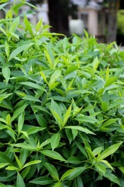 Pink Perfume Princess Winter Daphne - 2 Gallon Pot (SALE) -Breeze Sprout Sales daphne perfume princess 8