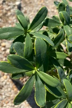 Splash Variegated Summer Daphne - 5 Gallon Pot -Breeze Sprout Sales daphne splash summer daphne 1