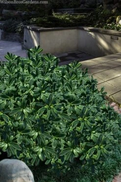 Splash Variegated Summer Daphne - 5 Gallon Pot -Breeze Sprout Sales daphne splash variegated summer daphne 6