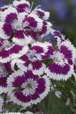 Barbarini 'Purple Picotee' Sweet William (Dianthus) - 5 Pack Of Quart Pots -Breeze Sprout Sales dianthus barbatus purple picotee sweet williams 1