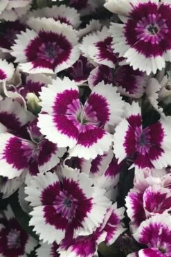 Barbarini 'Purple Picotee' Sweet William (Dianthus) - 5 Pack Of Quart Pots -Breeze Sprout Sales dianthus barbatus purple picotee sweet williams 2