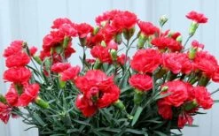 Early Bird Chili Dianthus (Carnations) 1 Gallon Pot -Breeze Sprout Sales dianthus early bird chili 2