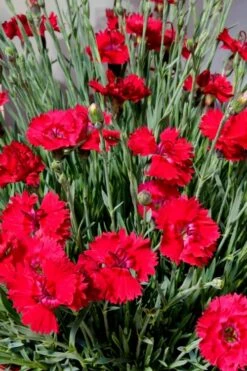 Fire Star Dianthus (Carnation) - 5 Pack Of Quart Pots -Breeze Sprout Sales dianthus fire star 2