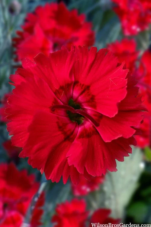 Fire Star Dianthus (Carnation) - 1 Gallon Pot 1 Fire Star Dianthus (Carnation) - 1 Gallon Pot
