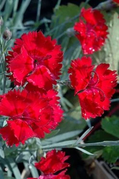 Fire Star Dianthus (Carnation) - 1 Gallon Pot 8 Fire Star Dianthus (Carnation) - 1 Gallon Pot -Breeze Sprout Sales dianthus fire star cottage pinks 101 1